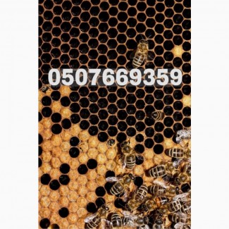 Продам бджолопакети та бджолосім#039;ї