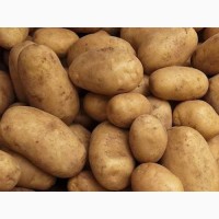 Продам картоплю Королева Анна 1 тона