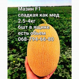 Продам мега сладкую дыню