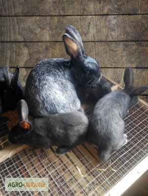 Фото 3. Кролики породы Полтавское серебро