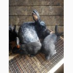 Кролики породы Полтавское серебро