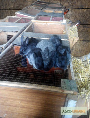 Фото 4. Кролики породы Полтавское серебро