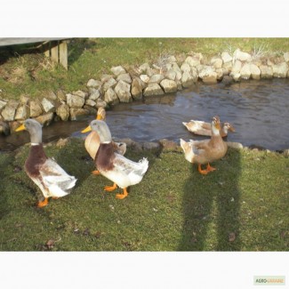 Утки породы Саксонская (Saxony Ducks)