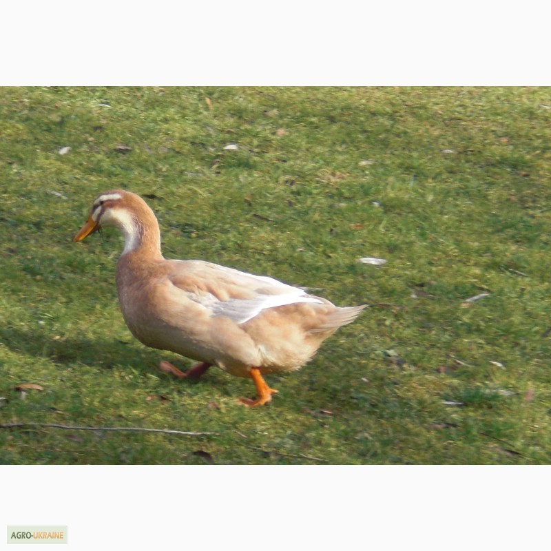 Фото 2. Утки породы Саксонская (Saxony Ducks)