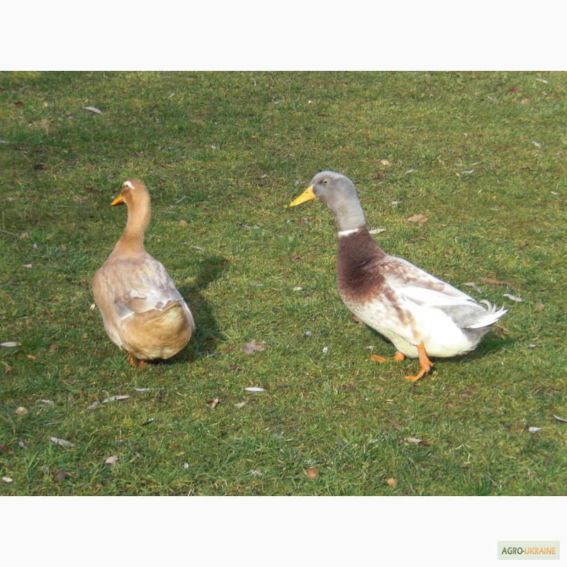 Фото 4. Утки породы Саксонская (Saxony Ducks)