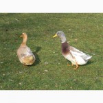 Утки породы Саксонская (Saxony Ducks)