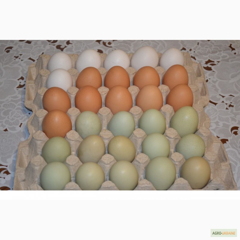 Инкубационное яйцо «Ломанн Браун Классик». Инкубационные яйца разных цветов. Яйцо инкубационное Ростовская обл. 2024. Инкубационные яйца торговой марки орралар.