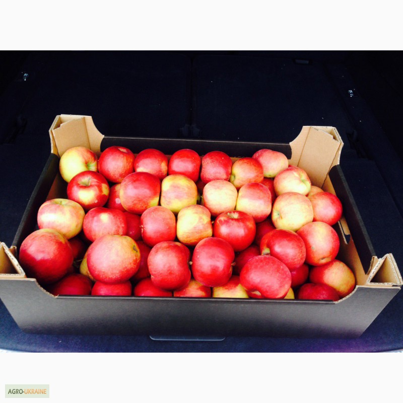 Фото 3. Продам польские яблоки по цене производителя, оптом