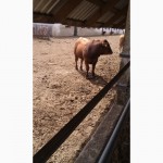 60 голов бычков мясной породы от 400 кг