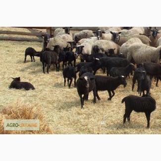 Продам вівців, баранів романівської породи