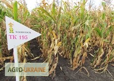 Фото 2. Семена кукурузы венгерской Вудсток Гибрид ГС 240 - ФАО 230
