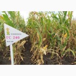 Семена кукурузы венгерской Вудсток Гибрид ГС 240 - ФАО 230
