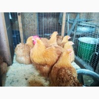 Продам инкубационные яйца кур, мясояичных пород