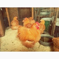 Продам инкубационные яйца кур, мясояичных пород