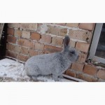 Продам молодняк кролів породи БСС та Європейське срібло