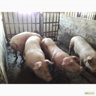 Продажа свиней мясного направления оптом 115 кг средний вес