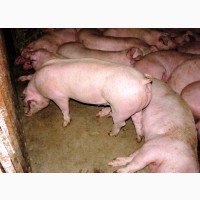 Продажа свиней мясного направления оптом 115 кг средний вес