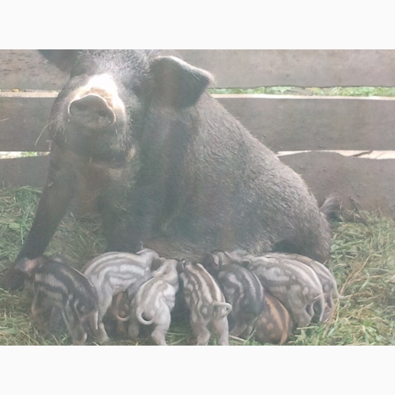 Фото 2. Поросята свині свинки породи Мангал і Венгерська Мангалиця