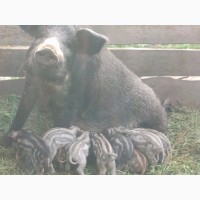 Поросята свині свинки породи Мангал і Венгерська Мангалиця