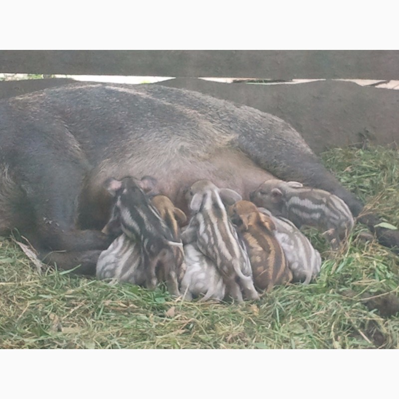 Фото 3. Поросята свині свинки породи Мангал і Венгерська Мангалиця