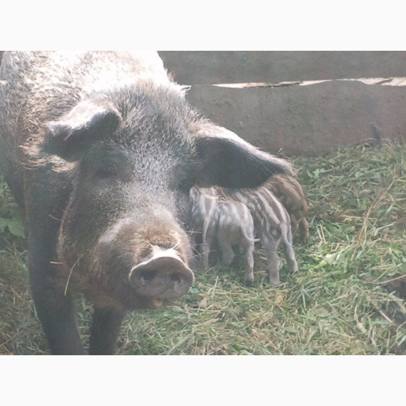 Фото 7. Поросята свині свинки породи Мангал і Венгерська Мангалиця
