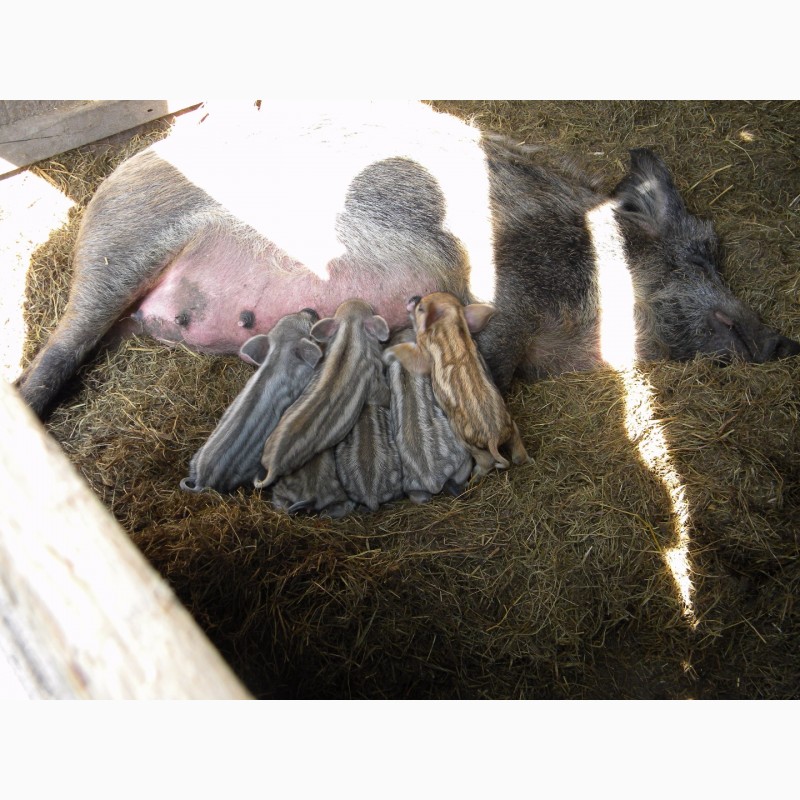Фото 8. Поросята свині свинки породи Мангал і Венгерська Мангалиця