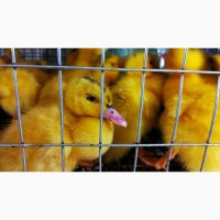Оптова та роздрібна торгівля птицею: курчата, качки, індики