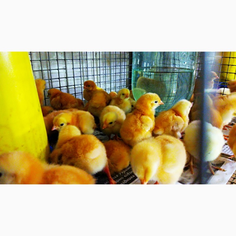 Фото 3. Оптова та роздрібна торгівля птицею: курчата, качки, індики
