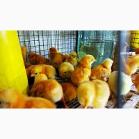 Оптова та роздрібна торгівля птицею: курчата, качки, індики