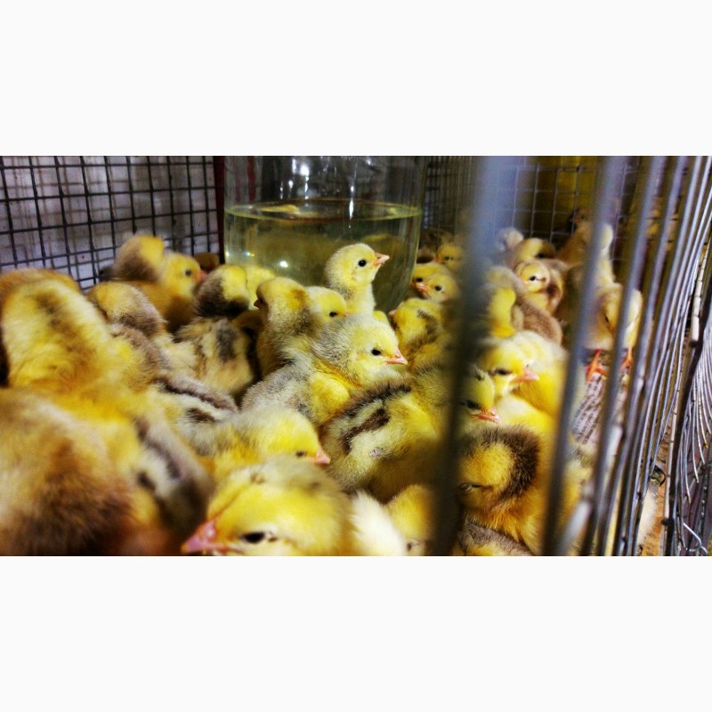 Фото 4. Оптова та роздрібна торгівля птицею: курчата, качки, індики