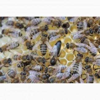 Продам бджоломатки карпатки у 2018р