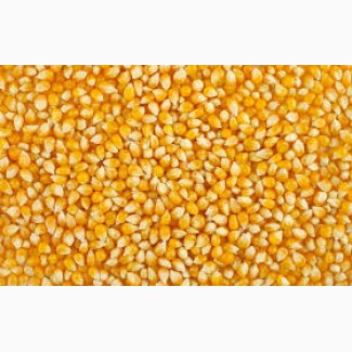 Компанія закупляє Пшеницю(Фураж)Кукурудзу відходи кукурудзячмінь сою!!! ВСЯ УКРАЇНА