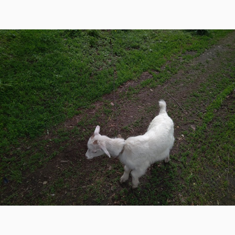 Фото 4. Прдам дойную козу
