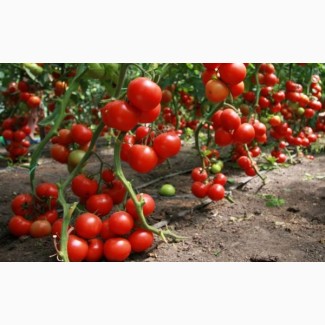 Продадим помидоры на экспорт