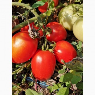 Продам оптом помидор Сливку в Херсонской области