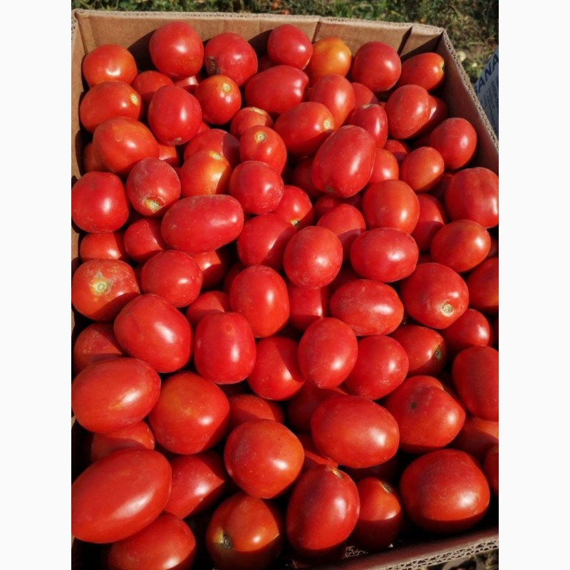 Фото 2. Продам оптом помидор Сливку в Херсонской области