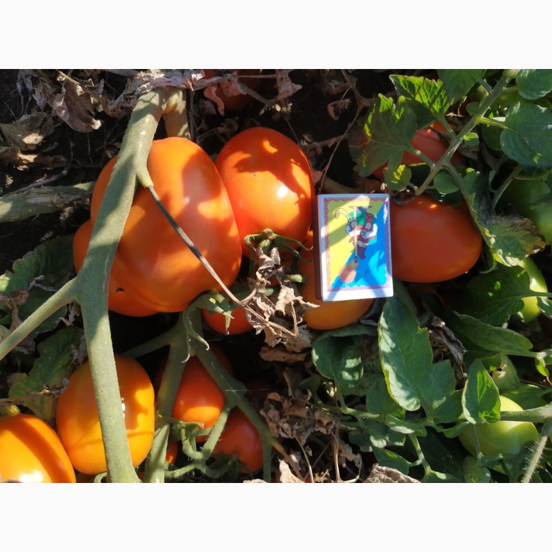 Фото 3. Продам оптом помидор Сливку в Херсонской области