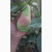 Продам черенки (живці) плодових дерев для самостійного окулірування саджанців