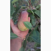 Продам черенки (живці) плодових дерев для самостійного окулірування саджанців