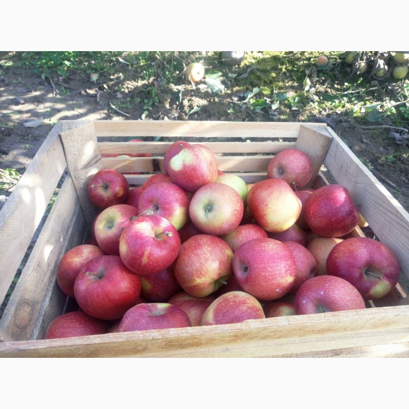 Фото 4. Продам яблука різних сортів