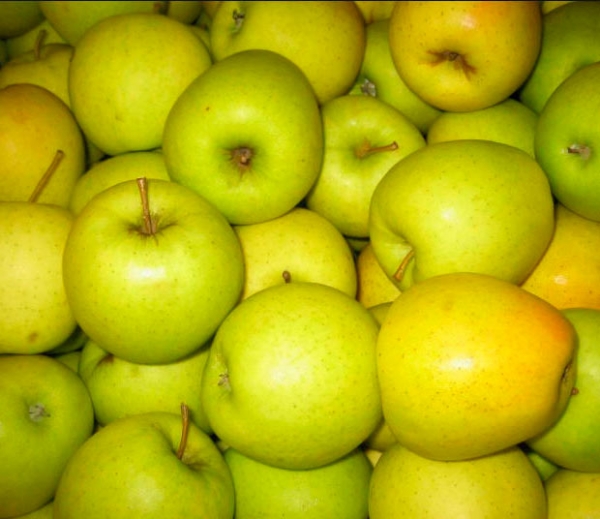 Фото 2. Продам яблука сорт Чемпіон, Піново та Голден. Урожай 2018