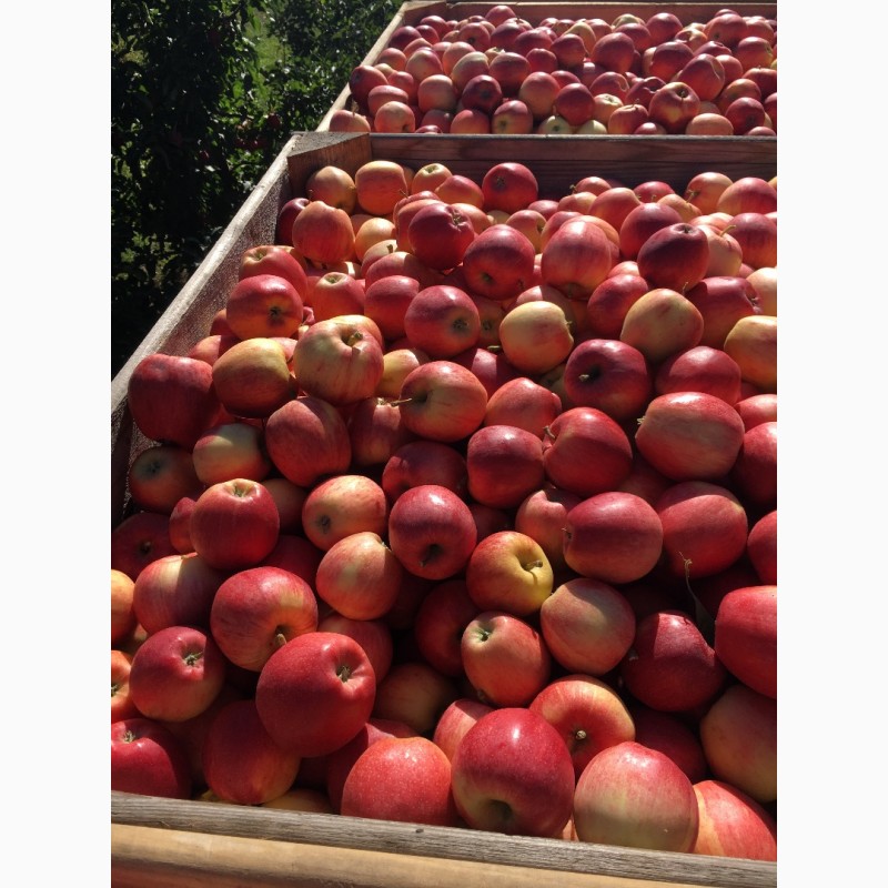 Фото 3. Продам яблука сорт Чемпіон, Піново та Голден. Урожай 2018