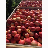 Продам яблука сорт Чемпіон, Піново та Голден. Урожай 2018