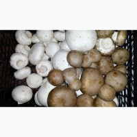 Куплю грибы шампиньоны