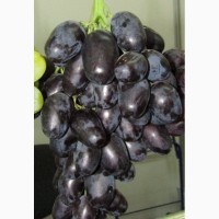 Черенки винограда 4-х глазковые. Лучшие сорта