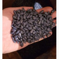 Подсолнечник семена Канадский трансгенный гибрид масличный подсолнечник JAEGER