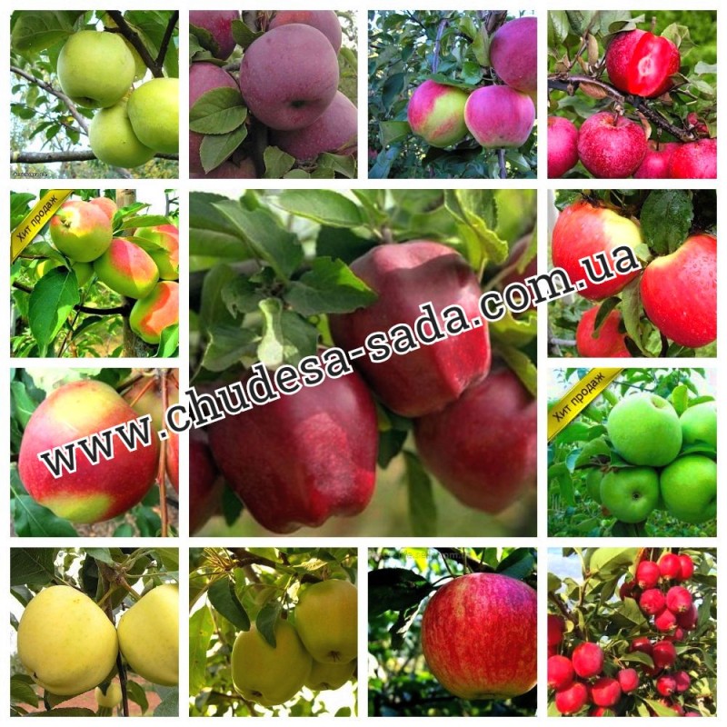 Фото 2. Саженцы плодово ягодных культур опт и розница