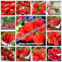 Саженцы плодово ягодных культур опт и розница