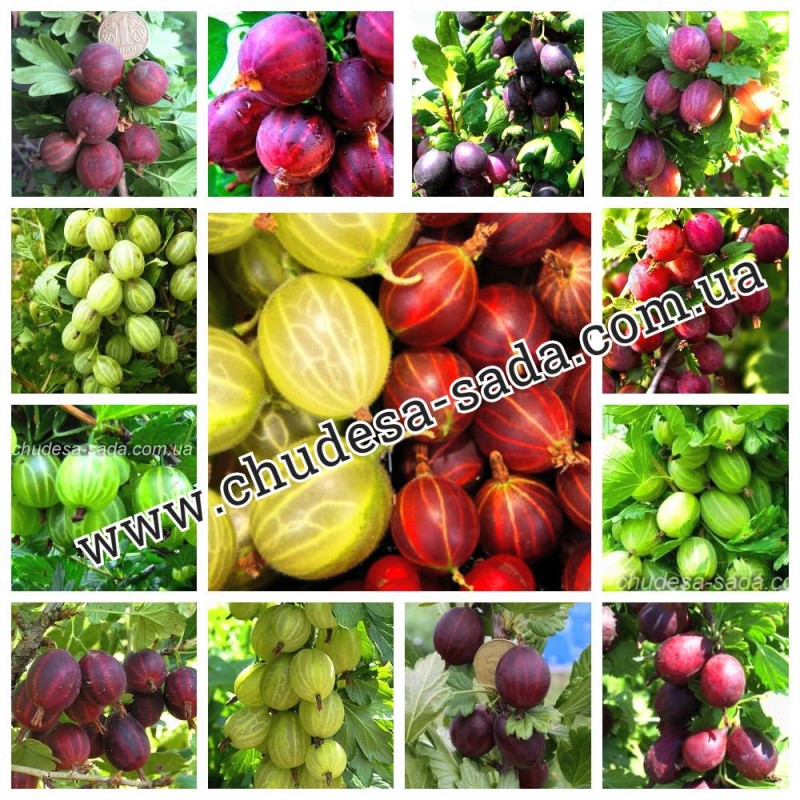 Фото 6. Саженцы плодово ягодных культур опт и розница
