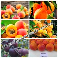 Саженцы плодово ягодных культур опт и розница